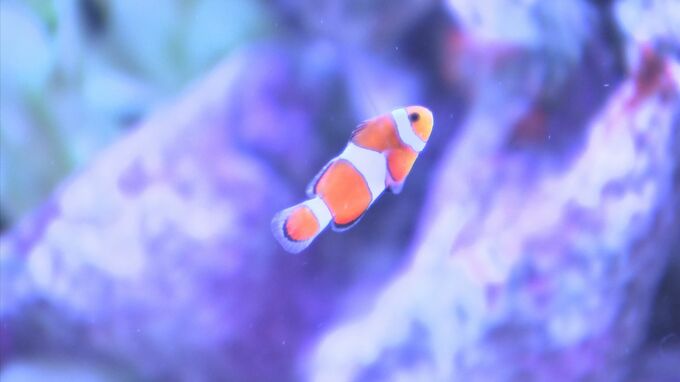 サメにタッチ！〝海の生き物〟に見て触れて楽しむ…ＧＷ限定オープンの水族館　|　BSSニュース | BSS山陰放送