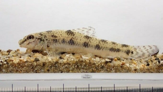 絶滅危惧種ツチフキの再発見は『保全活動の賜物』であるが『異常気象の警鐘』かもしれない【解説：なぜ記録は途絶え、なぜ約30年ぶりに発見されたのか】|TBS NEWS DIG