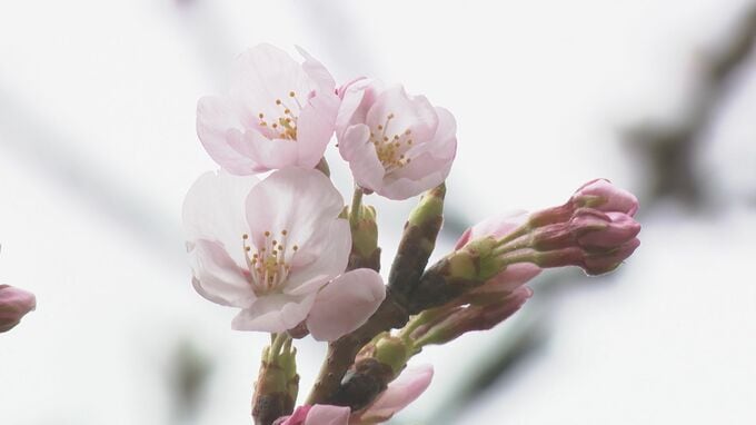 金沢でサクラ開花 去年より9日遅れも満開へ一直線の高温か　|　石川県のニュース｜MRO北陸放送