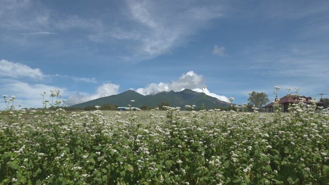 ソバの花が満開　八ヶ岳を背景に白い花が一面に広がる　　|　山梨のニュース | ＵＴＹテレビ山梨