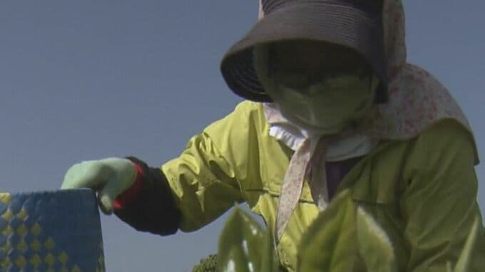 人気の｢越賀茶｣ 茶摘み始まる 露地栽培では三重県内で最も早い収穫 ほとんどが予約で売り切れる　|　名古屋・愛知・岐阜・三重のニュース【CBC news】 | CBC web