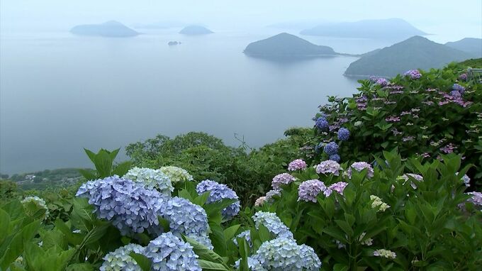 三豊市の紫雲出山に紫や青、ピンクのアジサイロード　梅雨の雨にしっとり濡れた約2000株が見ごろ【香川】　|　岡山・香川のニュース | 天気 | RSK山陽放送