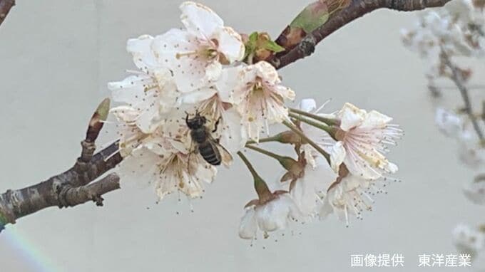 サクラに集まるハチとアブ　実は「人を刺すことはほぼない」「アブラムシをもりもり食べる」性質も【害虫駆除の専門家が解説】　|TBS NEWS DIG