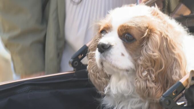 愛犬と一緒に楽しんで！西日本最大規模のドッグフェス「わんだふる山口」　|　山口のニュース・天気・防災｜tys NEWS｜ｔｙｓテレビ山口