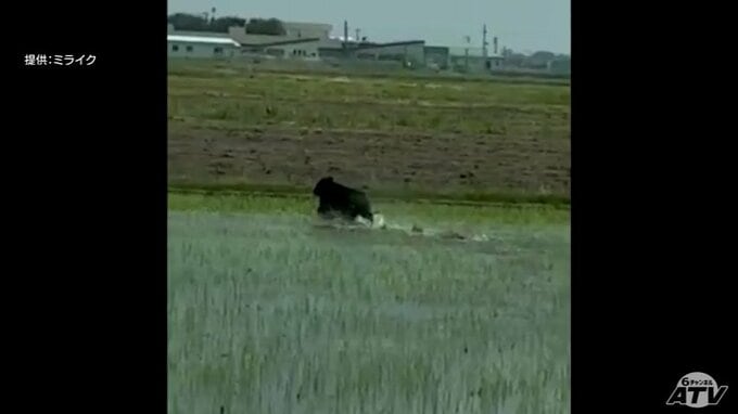 むつ市 山本知也 市長ら一行が東京で要望活動　クマ対策については環境省が6月から東北で頭数調査を行うと明らかに　|　青森のニュース│ATV NEWS│青森テレビ