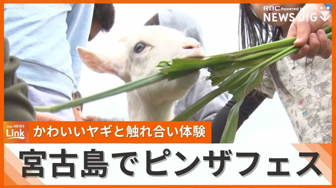 参加者たちが個性的なヤギの鳴きマネを披露　声宮古島でヤギと触れ合う「ピンザフェス」開催　|　沖縄のニュース｜RBC 琉球放送