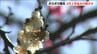 蒲原神社では梅が見ごろ　28日の新潟県内は4月上旬並みの陽気に　|　新潟のニュース・天気｜BSN NEWS｜BSN新潟放送