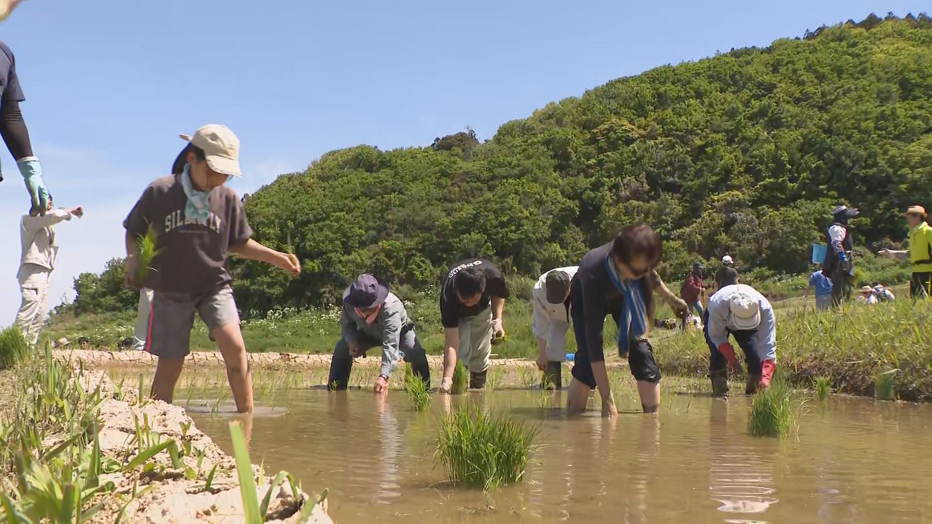 復興への田植え 棚田が能登半島地震で被害「白米千枚田」 | 石川県の