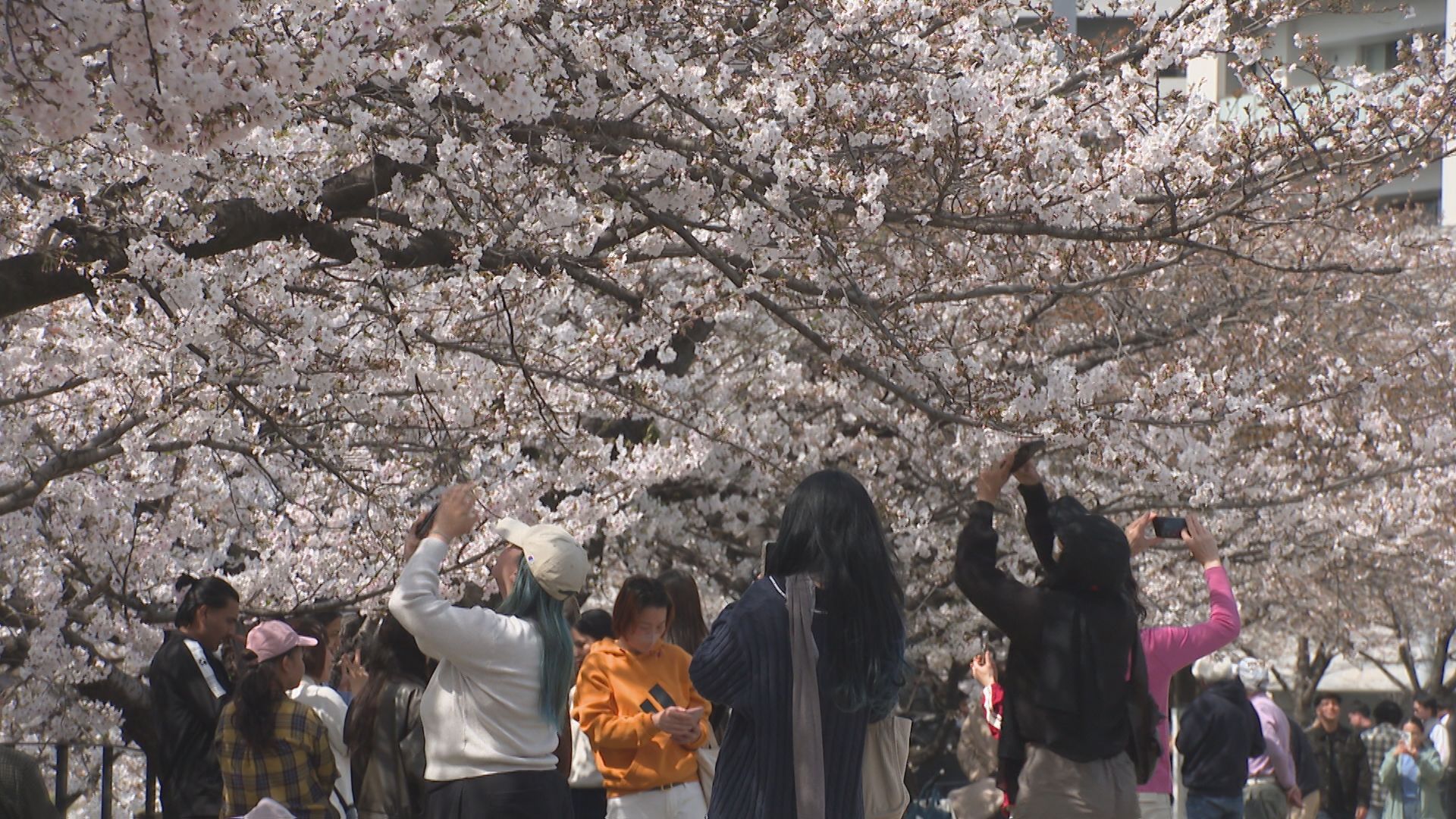 各地でサクラが見頃 お花見スポット＆最新開花状況まとめ 大分 | TBS