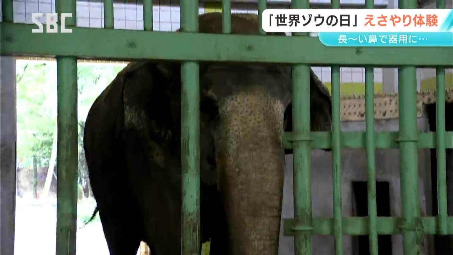 想ゾウよりもでっかいゾウ！「世界ゾウの日」 長野市の動物園で「エサ