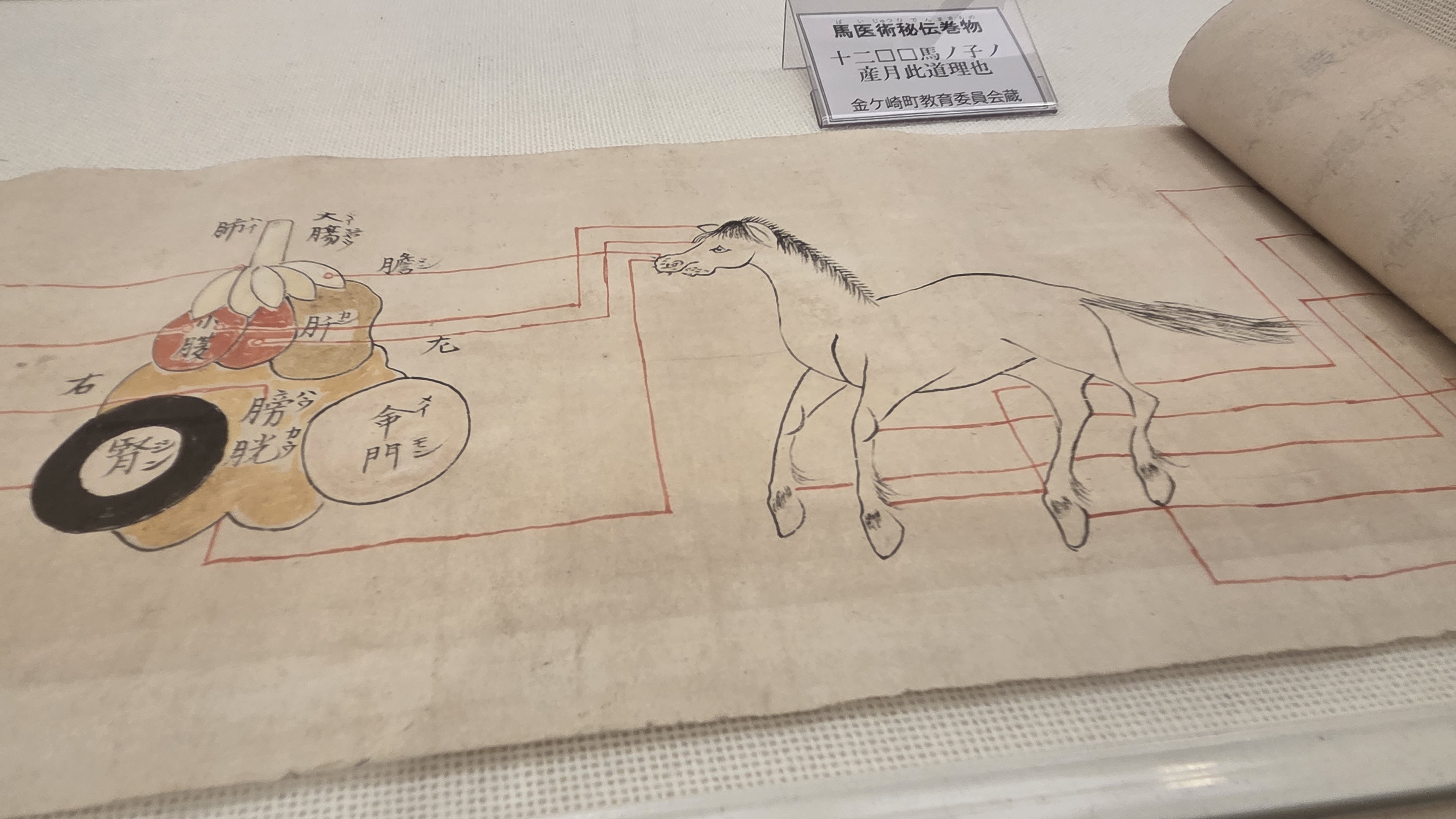 会場には珍しい馬医術の教科書や医療器具なども 江戸時代から代々、馬