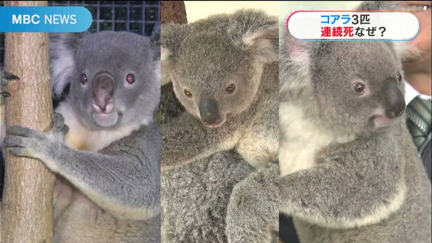 コアラ３匹 連続死 なぜ 環境に敏感な難しさ 油断せず飼育に取り組む 鹿児島 Tbs News Dig