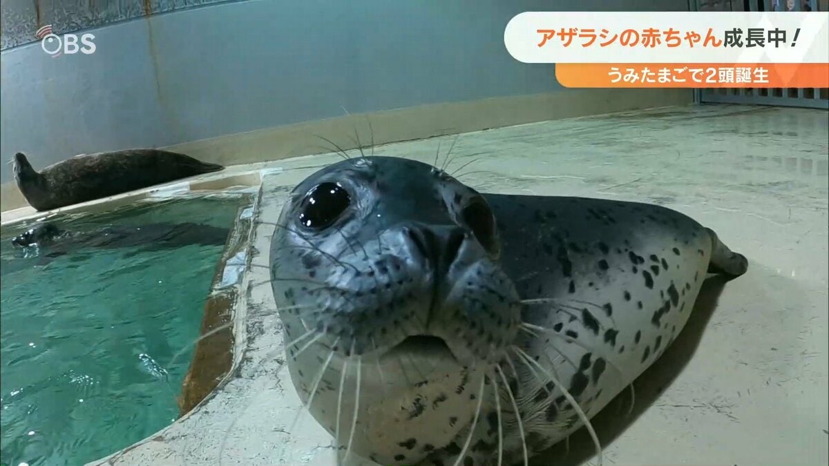うみたまご」で生まれた2頭のアザラシの赤ちゃん すくすく元気に成長