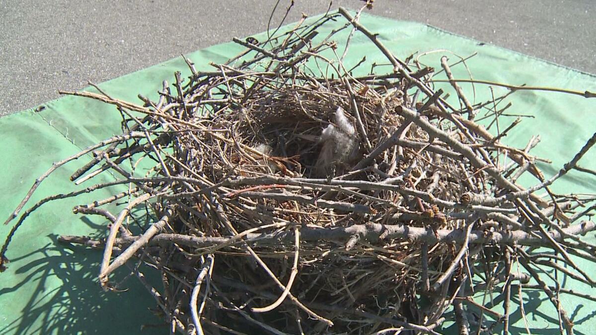 停電の原因に…“カラスの巣”撤去作業 去年1年間で1900個撤去 福島