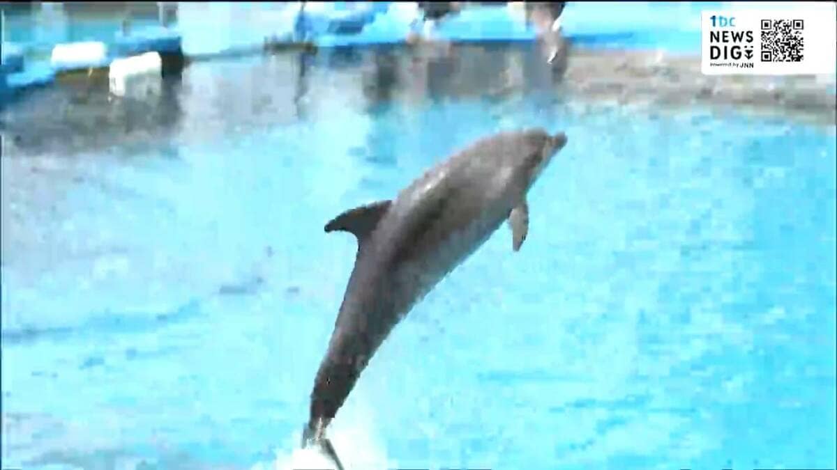 1歳となったイルカ「エル」のバースデーイベントが開かれる！【仙台