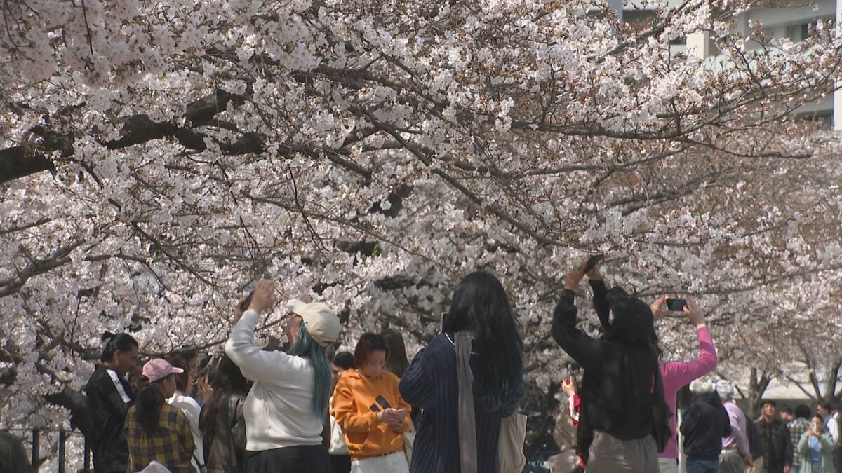 各地でサクラが見頃　お花見スポット＆最新開花状況まとめ　大分