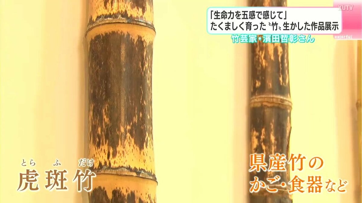 全国で高知だけの竹も…竹を使った個展『素在』　高知大丸で25日から開催