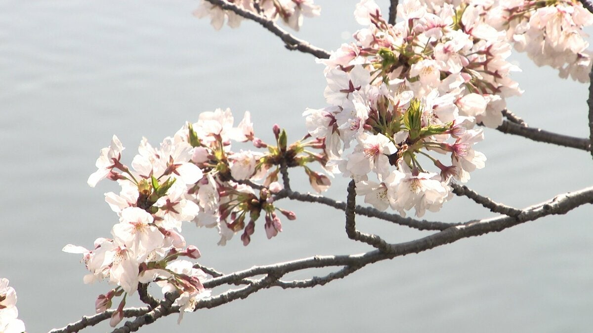 雨の影響あるも「4月5日ごろまで」楽しめる春の絶景　高知・堀川の桜並木が満開に【高知】