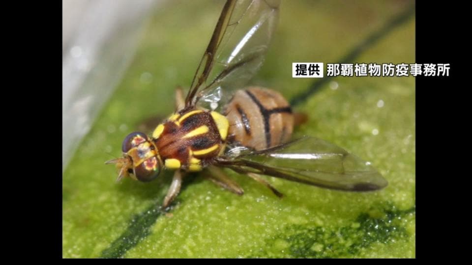 家庭菜園でヘチマやゴーヤー栽培は控えて　県内に広がる「セグロウリミバエ」被害で対策を呼びかけ　沖縄