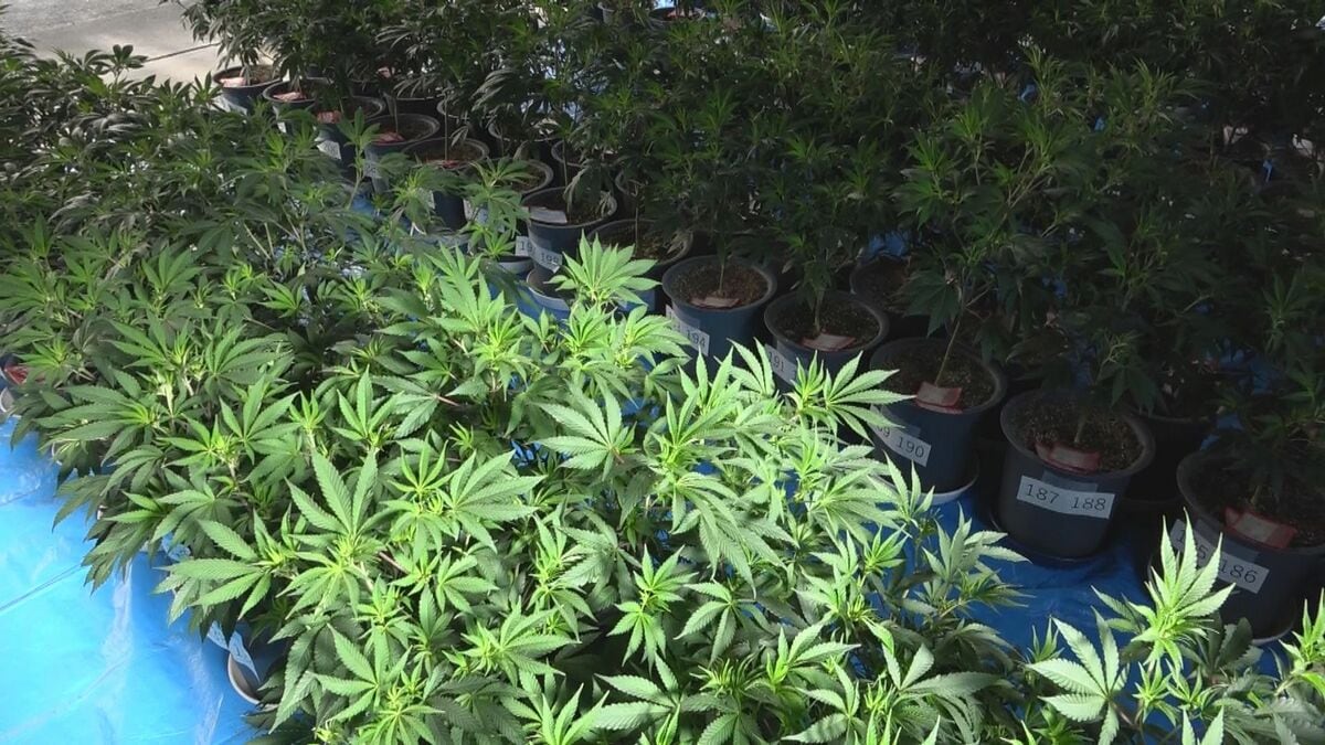 自宅に大量の乾燥大麻と栽培中の大麻草… 別事件の捜査で訪れた警察官が発見 営利目的で栽培した疑いでベトナム国籍の男2人を逮捕