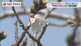 “標本木”開いているのはわずか一輪 長崎市の桜の開花はいつ？　|　長崎のニュース | 天気 | NBC長崎放送