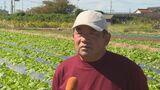 “高騰する野菜”に苦悩する消費者と生産者　白菜農家は「この状況が続けば農家は減っていく…」原因は夏の“異常気象”　|　山口のニュース・天気・防災｜tys NEWS｜ｔｙｓテレビ山口