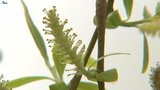 中津川沿いのヤナギも開花 二十四節気「清明」 岩手県内気温上昇|TBS NEWS DIG