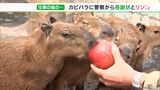 「広報大使お疲れ様」カピバラたちに感謝状とリンゴ　交通安全・防犯に貢献＝静岡・伊東警察署　|　静岡のニュース | SBSNEWS | 静岡放送