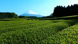 『茶の都』がついに首位陥落...静岡県が荒茶の生産量2位に 農林水産統計の調査開始以来初 1位は鹿児島県　|　静岡のニュース | SBSNEWS | 静岡放送