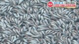 イワシの大量死、一体その原因は…専門家に聞くと浮かび上がってきた2つの仮説 | 熊本のニュース|RKK NEWS|RKK熊本放送