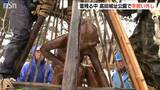 観桜会を前に冬囲い外し始まる 桜の開花は一歩ずつ 上越市の高田城址公園|TBS NEWS DIG
