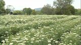 ホワイトレース「オルレア」見ごろ 純白の花畑広がる 大分・杵築市 | 大分のニュース|OBS NEWS|大分放送