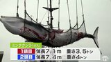 「初漁できた」ミンククジラ2頭水揚げ　今季の商業捕鯨・青森県内2か所拠点に開始|TBS NEWS DIG