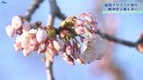 盛岡のサクラ開花 1953年の統計開始以来最も早く 盛岡地方気象台|TBS NEWS DIG