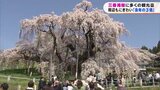 「すごい生命力」樹齢1000年超の三春滝桜が満開 街なかにも賑わい戻る 福島|TBS NEWS DIG