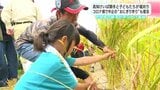「ほっぺがとろけるくらいおいしい」高知けいばの騎手と子どもたちが稲刈り　コロナ禍で中止の“おにぎり作り”も復活|TBS NEWS DIG
