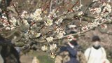 梅の花ほころぶ 春恒例の日田大山梅まつり始まる | 大分のニュース|OBS NEWS|大分放送