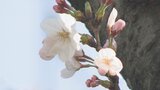 大分で「桜の開花」発表 平年より6日遅れる | 大分のニュース|OBS NEWS|大分放送