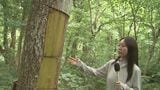 狙われたのは“生薬”の原料となる木…国立公園大山の人気観光地「木谷沢渓流」で“木の樹皮”が剥ぎ取られる被害発生　人目につきにくい裏側だけ…「ここから腐りが入って枯れる恐れ」山菜無断採取・ゴミポイ捨て…観光客に求められるモラルとは　|　BSSニュース | BSS山陰放送