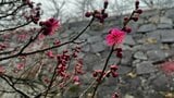 岩手県内は雨が降ったりやんだりの天気 盛岡城跡公園では紅梅咲く | IBC NEWS | IBC岩手放送