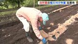 自然薯の植え付け作業　11月に収穫へ　広島･庄原市　|　RCC NEWS | 広島ニュース | RCC中国放送