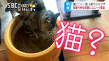 猫のトイレに竹を使った「猫砂」で消臭効果も…放置すれば荒廃に繋がる“困った竹”を商品化「放置竹林」解消にも一役、竹を使った染料インクで古着のリメイクも | SBC NEWS | 長野のニュース | SBC信越放送