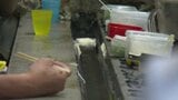 【猛暑】愛媛で35度超えの猛暑日…西予市では「名水百選」の14℃冷水で味わう“そうめん流し"に賑わい|TBS NEWS DIG