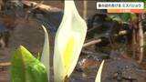「やっと春が訪れて」ミズバショウが咲き始める　宮城・七ヶ宿町　|　宮城のニュース│tbc NEWS│tbc東北放送