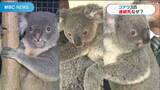コアラ3匹「連続死」なぜ?環境に敏感な難しさ「油断せず飼育に取り組む」鹿児島 | 鹿児島のニュース|MBC NEWS|南日本放送