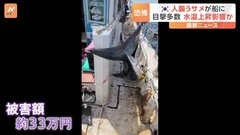 3メートルのサメが船に飛び込み…ケーブルを噛むなど船体を破壊 被害額は日本円で約33万円に　韓国| TBS CROSS DIG with Bloomberg