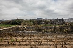 フランスのワイン生産、今年はさらに減少－熱波と山火事でブドウ不作| TBS CROSS DIG with Bloomberg