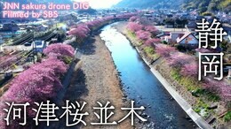 河津桜並木 静岡県河津町【JNN sakuraドローンDIG】|TBS NEWS DIG