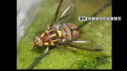 家庭菜園でヘチマやゴーヤー栽培は控えて　県内に広がる「セグロウリミバエ」被害で対策を呼びかけ　沖縄|TBS NEWS DIG