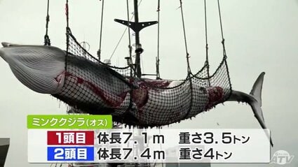 1971年捕獲希少南氷洋ミンククジラのヒゲ 0c8.jpg?1